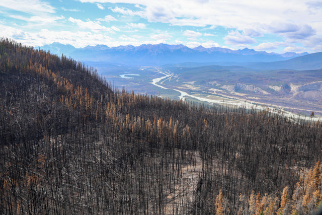 The Jasper Fundraiser Tee: A Symbol of Solidarity and Support