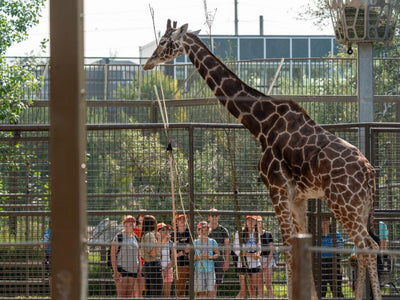 Local Laundry x Wilder Institute/Calgary Zoo: A Collaboration with Heart